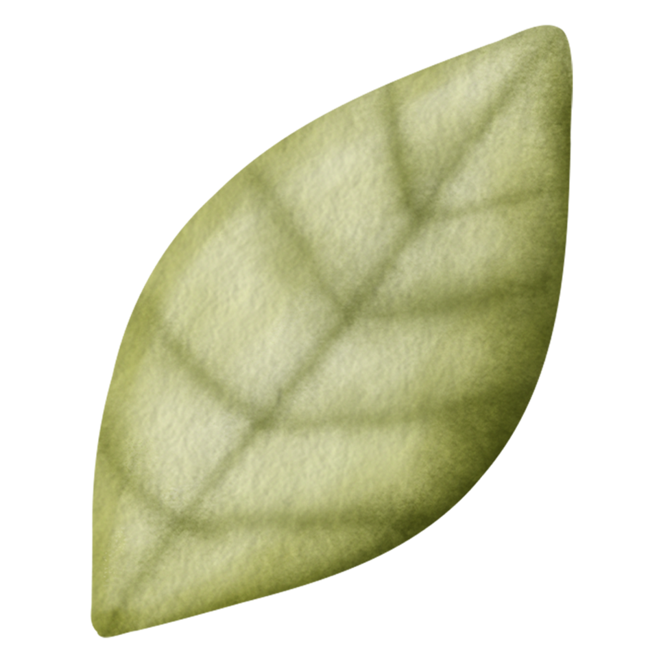 Watercolor tree leaf illustration. png