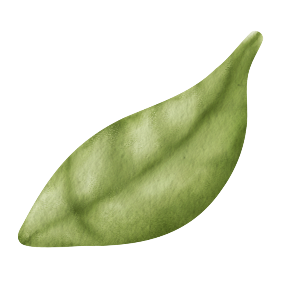 Watercolor tree leaf illustration. png