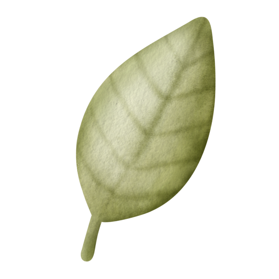 Watercolor tree leaf illustration. png