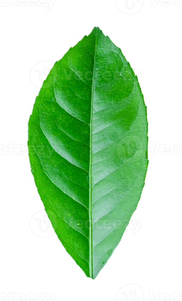 citroen blad geïsoleerd Aan transparant achtergrond PNG het dossier formaat.