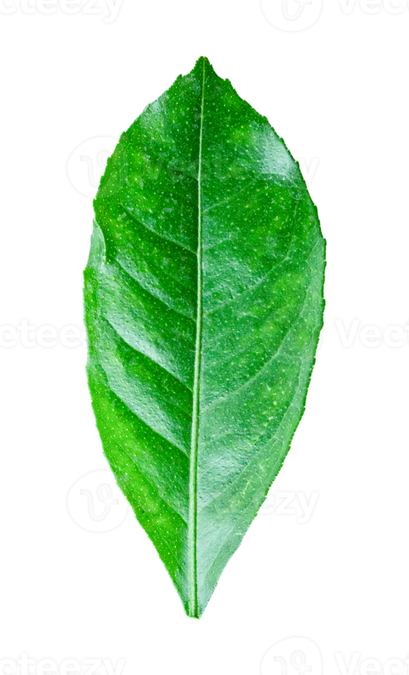 Lemon leaf isolated on transparent background PNG file format.