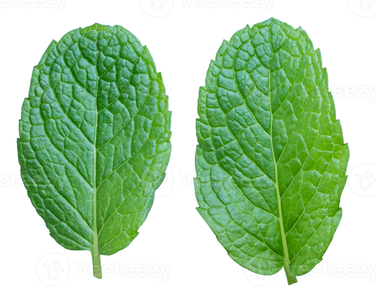 Fresh mint leaf isolated on transparent background PNG file format.