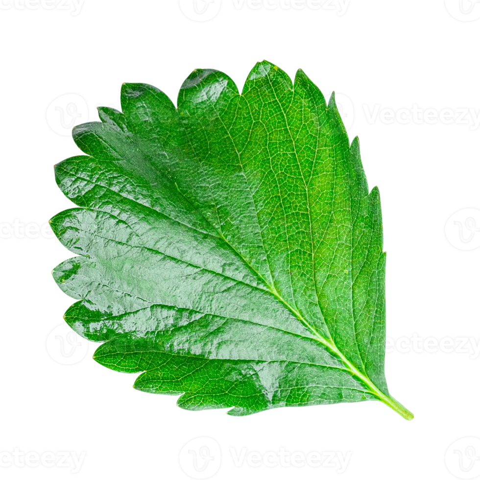 Strawberry leaf isolated on transparent background PNG file format.