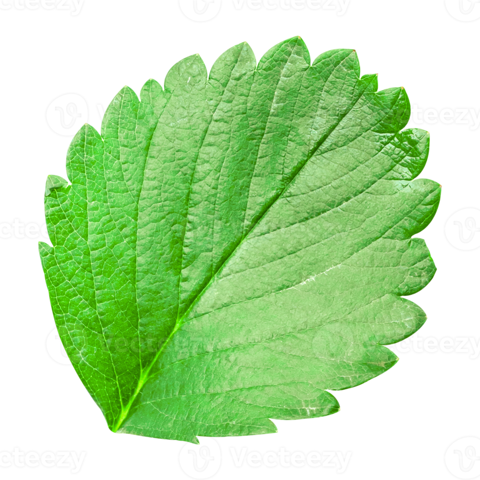 Strawberry leaf isolated on transparent background PNG file format.