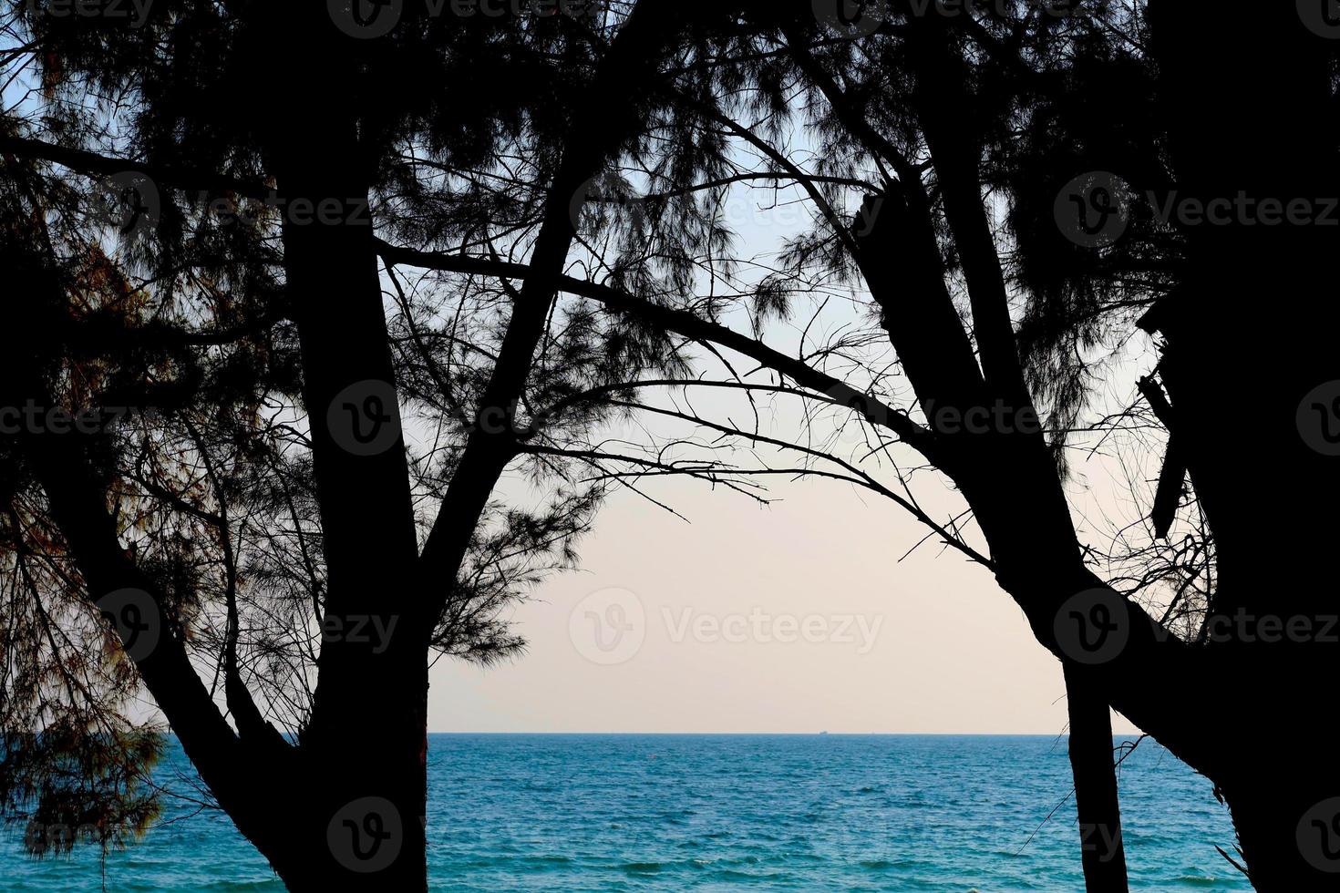 An old tree with a curved branch above a sunlit green landscape by the sea photo