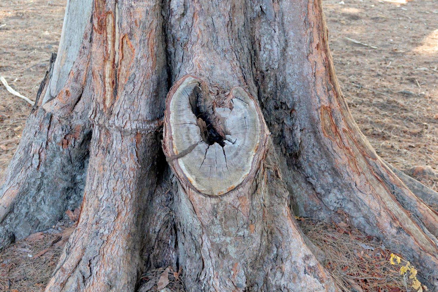 Hole in the bark of a tree close-up photo