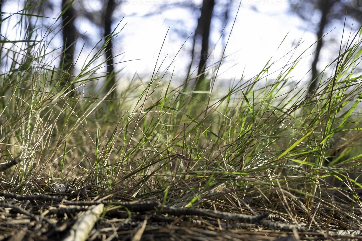 Green grass in the forest photo