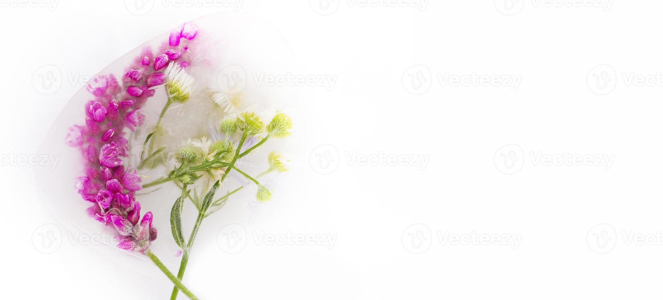 Various flowers in ice cubes on a white background. Creative floral background. Frozen beautiful plants. photo