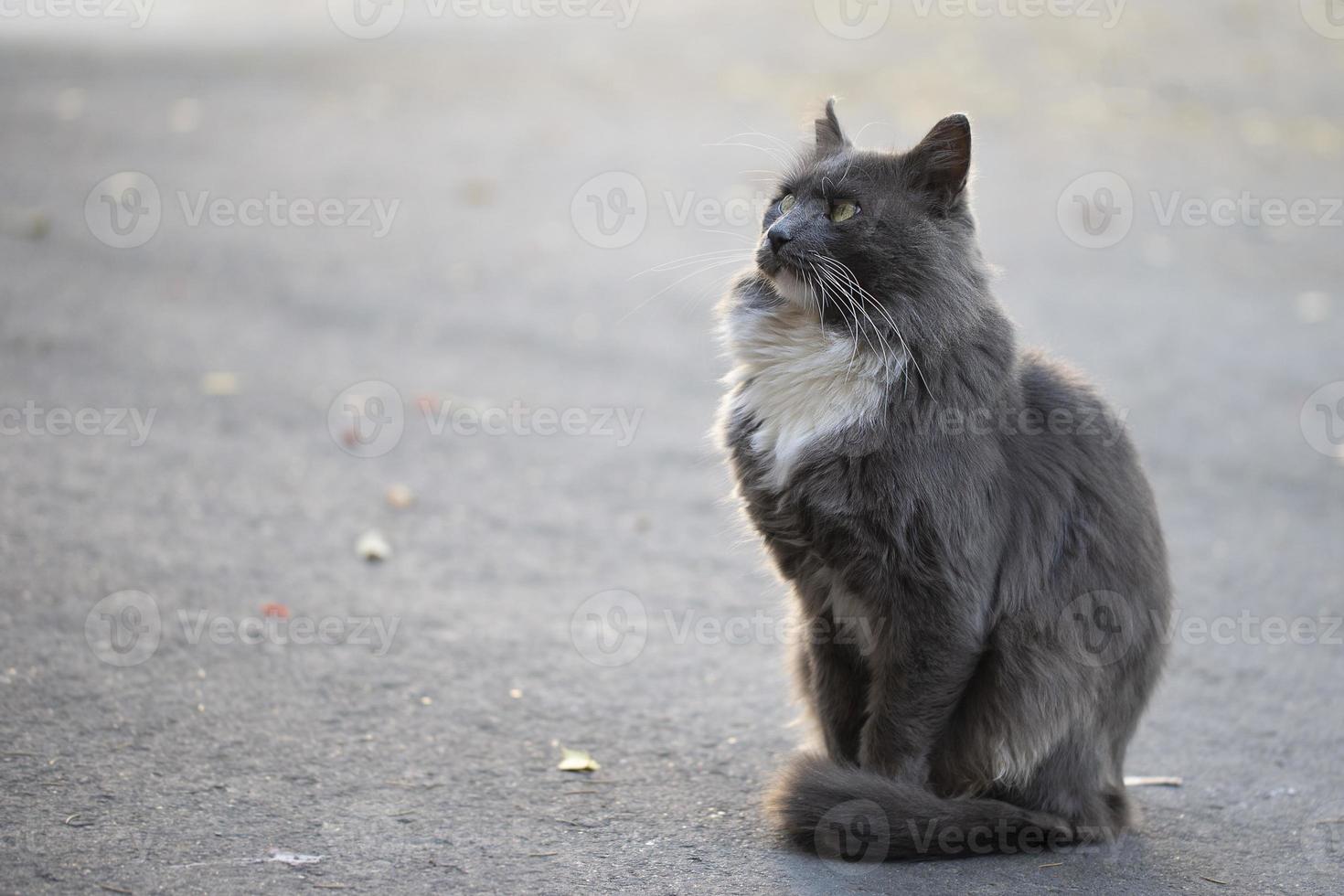 ciudad gato. gris mullido gato camina en el calle. foto