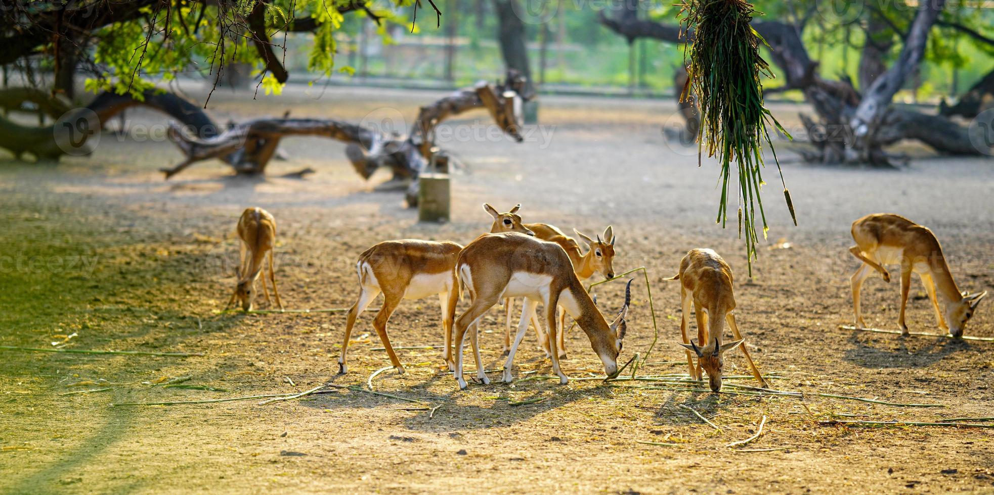 a herd of deer standing together in the field photo