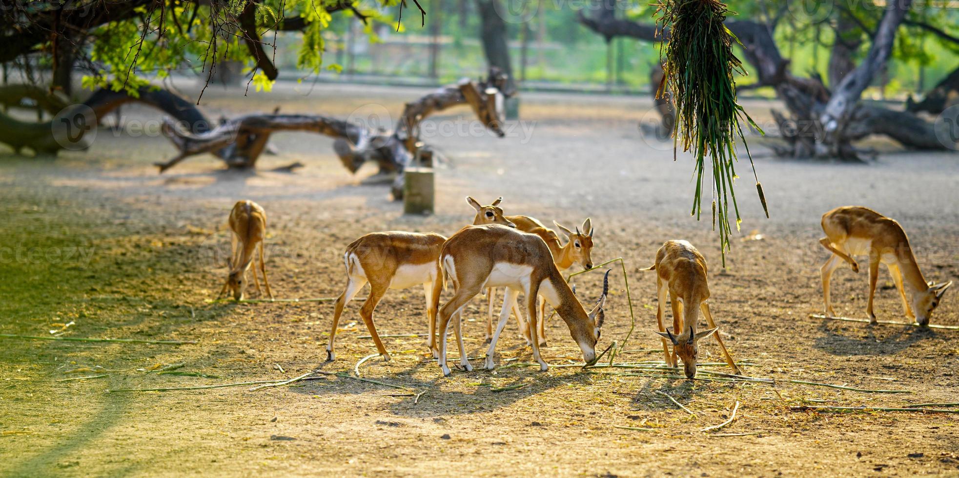 a herd of deer standing together in the field photo