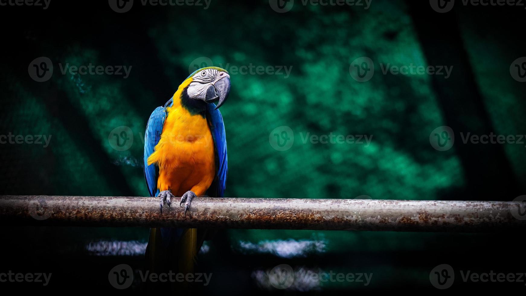 The blue-and-yellow macaw photo