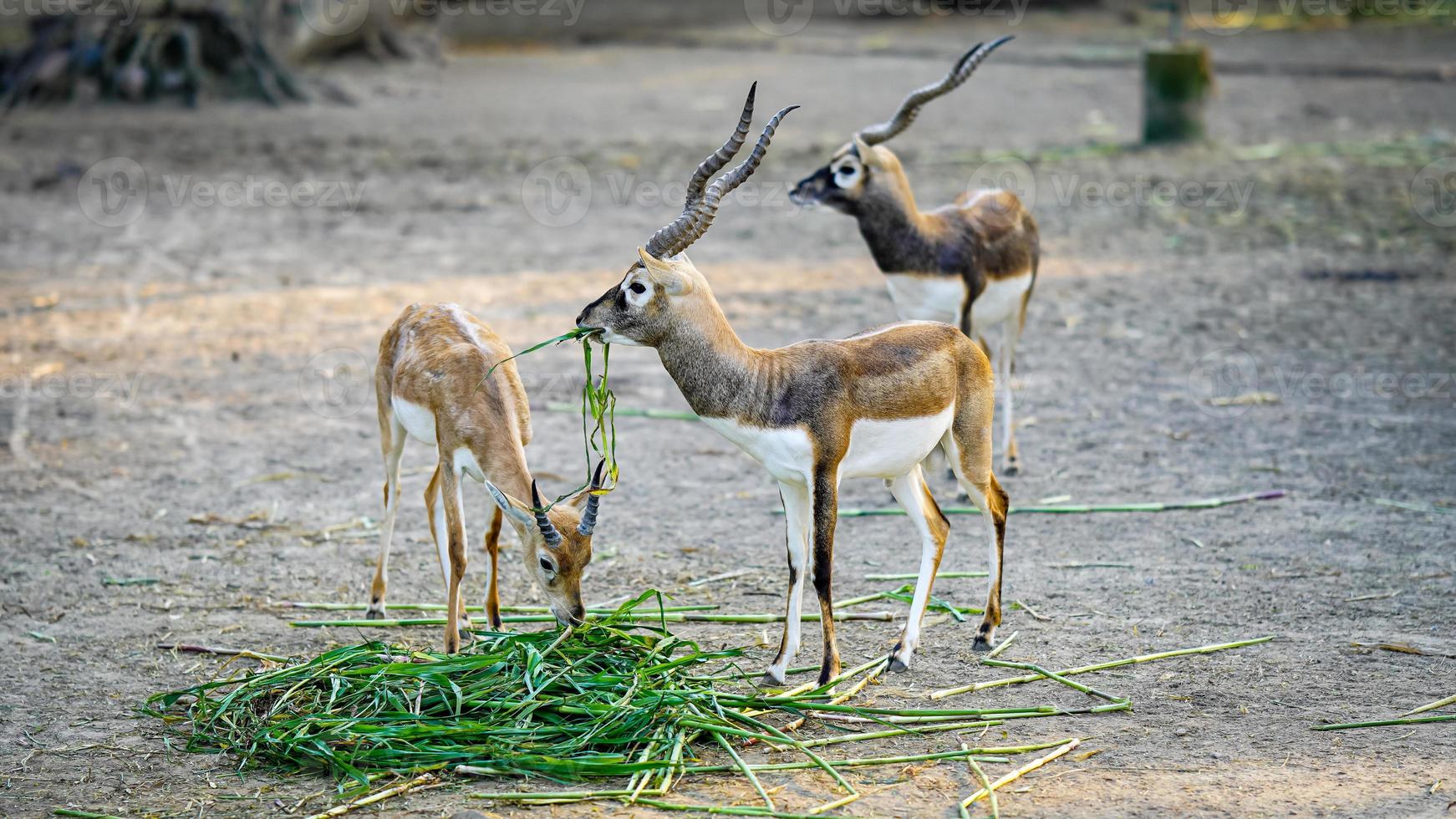 a herd of deer together eating green grass photo