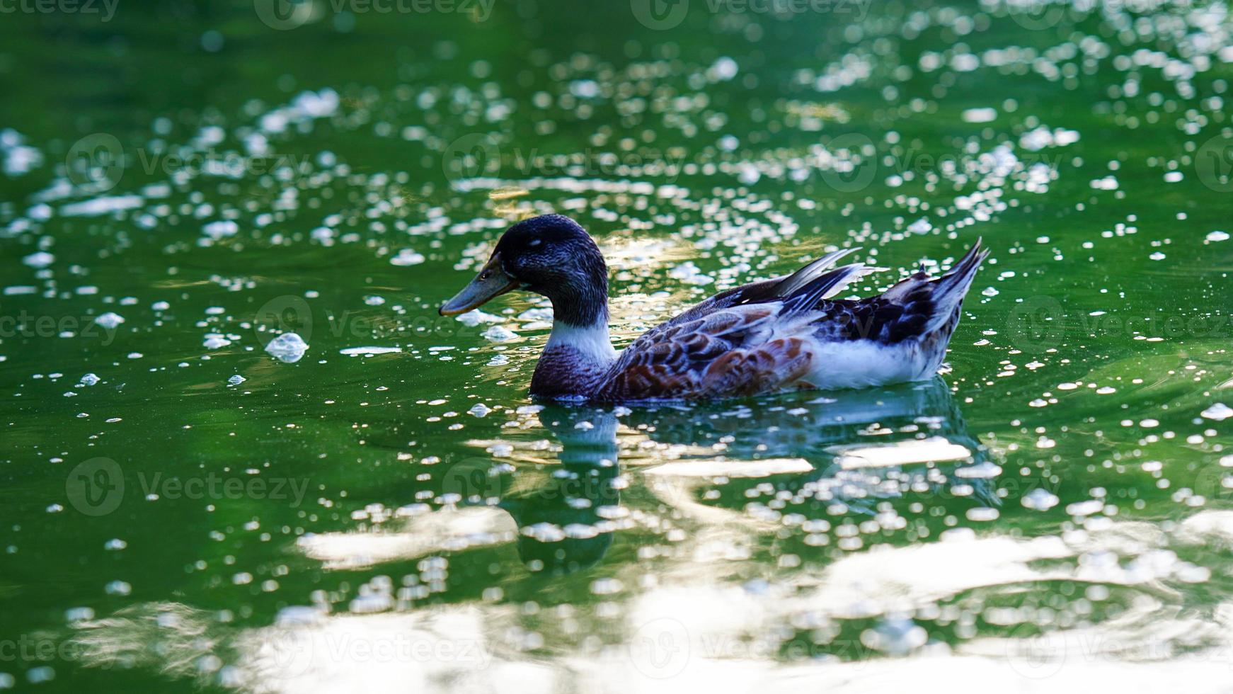 Duck floating in green water photo