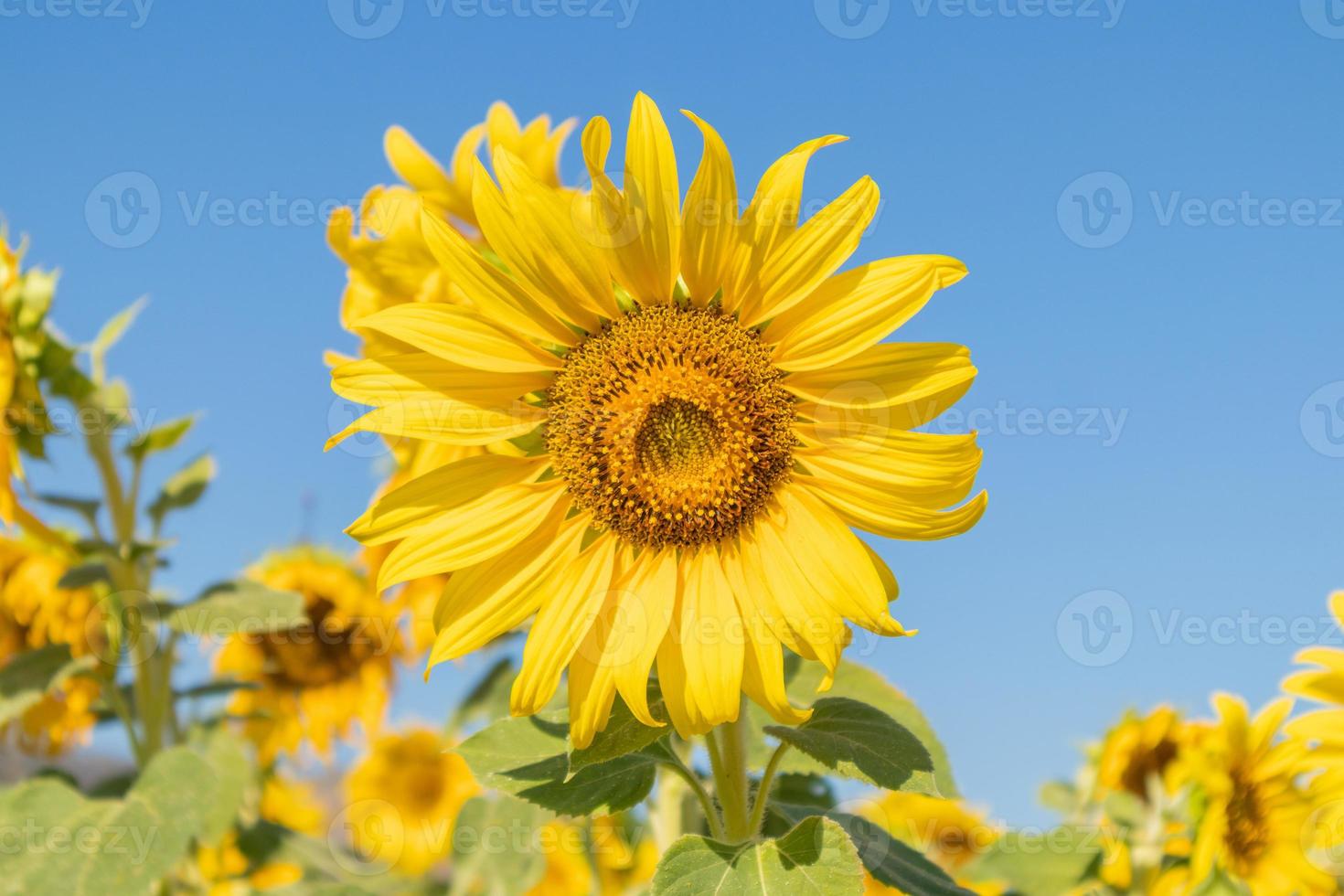 girasol amarillo campo floreciente fondo natural foto