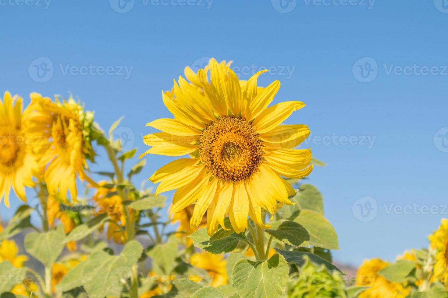 Yellow Sunflower blooming field natural background photo