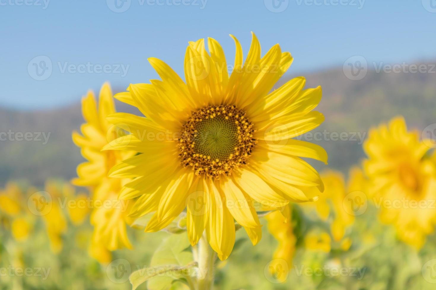 Yellow Sunflower blooming field natural background photo