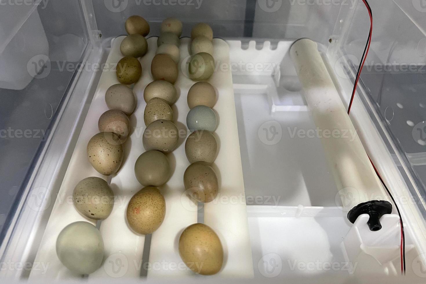 Chicken eggs in incubator. Egg Incubator machine background. photo