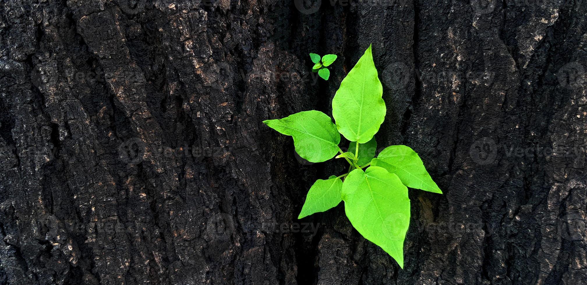 Close up new green leaves germinated from the trunk or black bark of the tree with copy space. Newly born life. Beauty of nature and Natural wallpaper and macro picture concept. photo