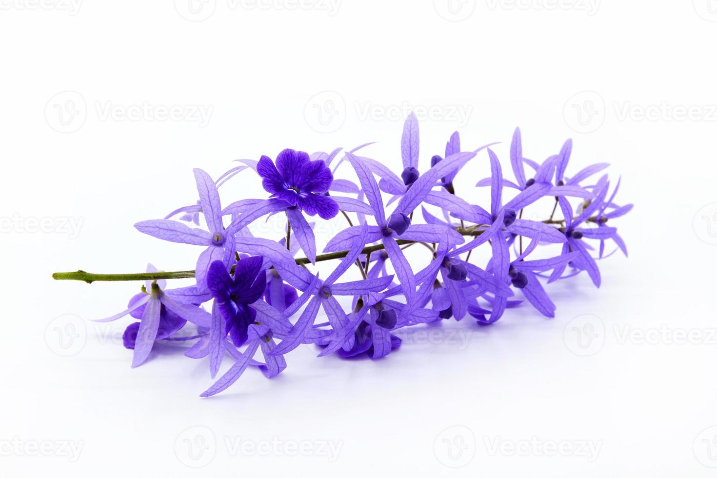 Close up Purple Wreath flower isolated on white background. Beautiful bouquet of violet flora or floral with copy space. The science name is Petrea volubilis. photo