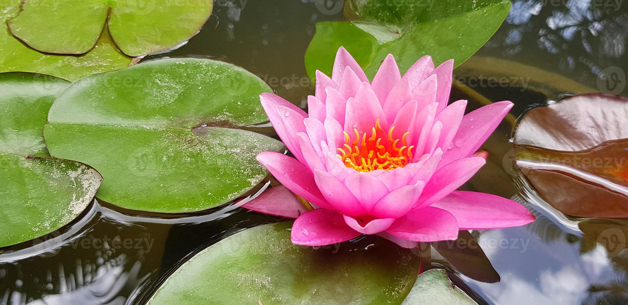 Beautiful pink lotus blooming with green leaves on water at garden park with copy space. Beauty of Nature and Soft flower concept. Water Lilly photo