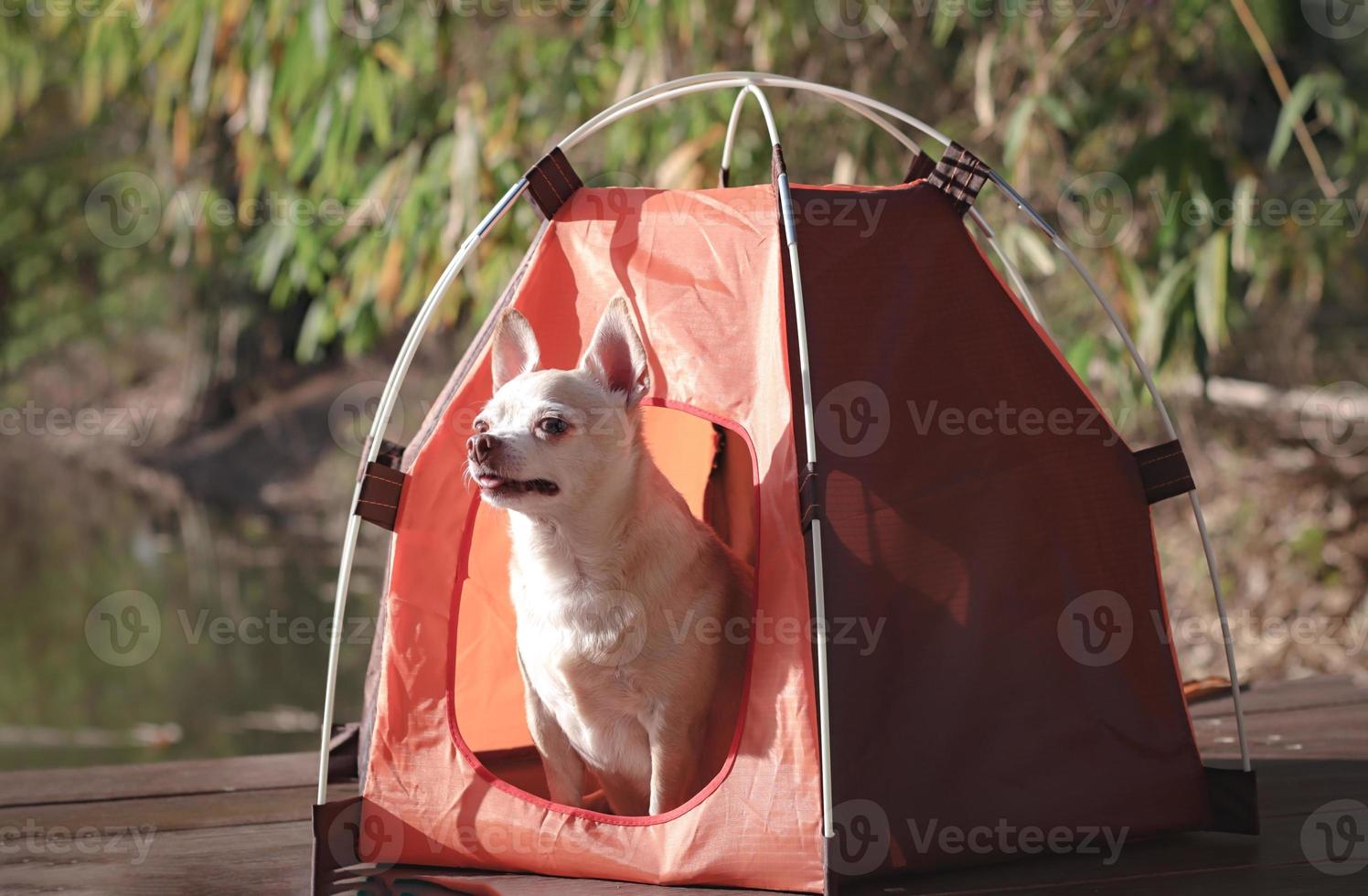 marrón corto pelo chihuahua perro sentado en el naranja cámping tienda al aire libre en Mañana luz de sol, oliendo Fresco aire. mascota viaje concepto. foto