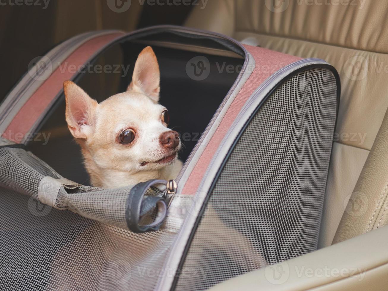 contento marrón corto pelo chihuahua perro sentado en mascota portador mochila con abrió ventanas en coche asiento. seguro viaje con mascotas concepto. foto