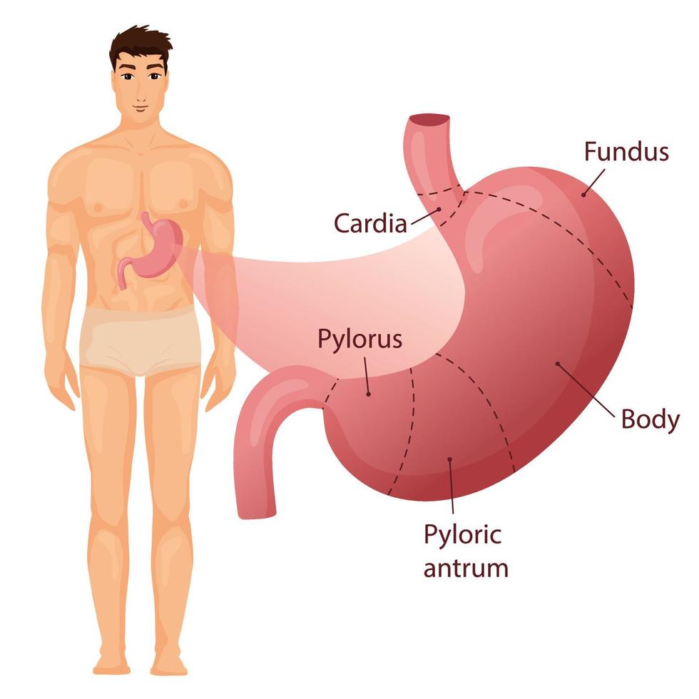 estómago infografía con humano cuerpo vector