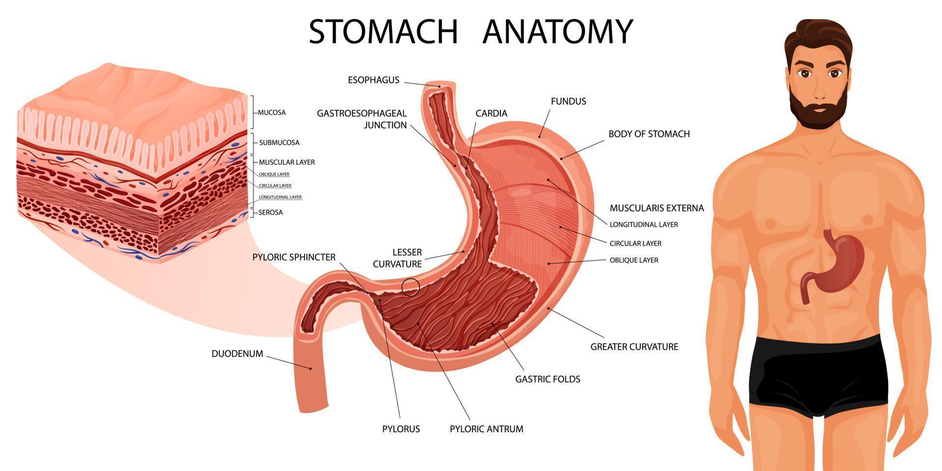 estómago anatomía con todas capas y humano cuerpo vector