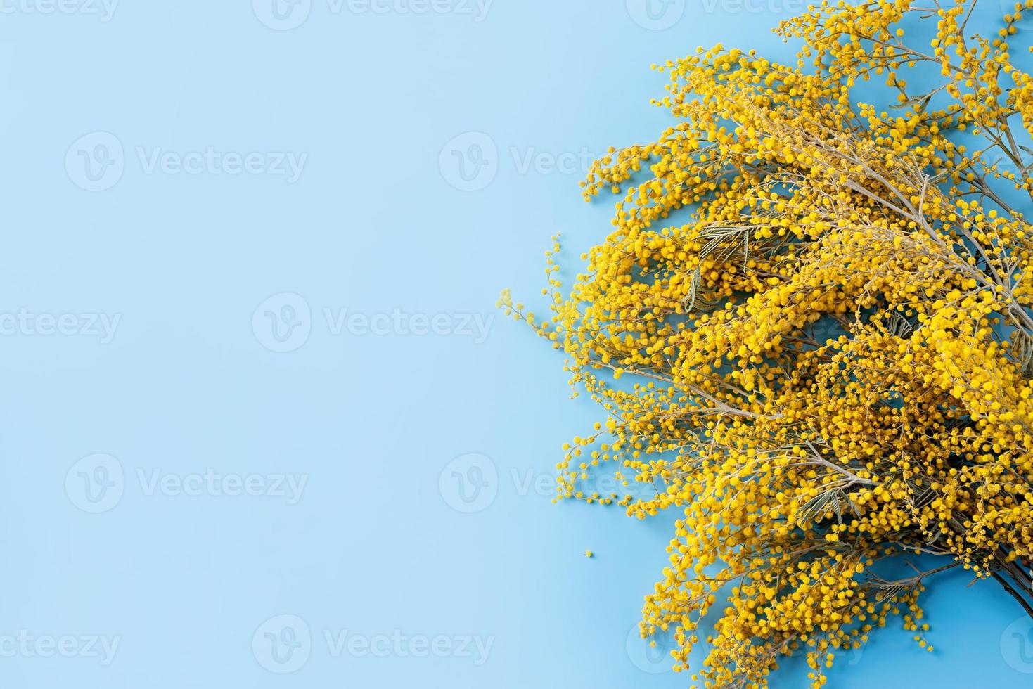Frame of yellow mimosa flowers on blue solid bakground photo