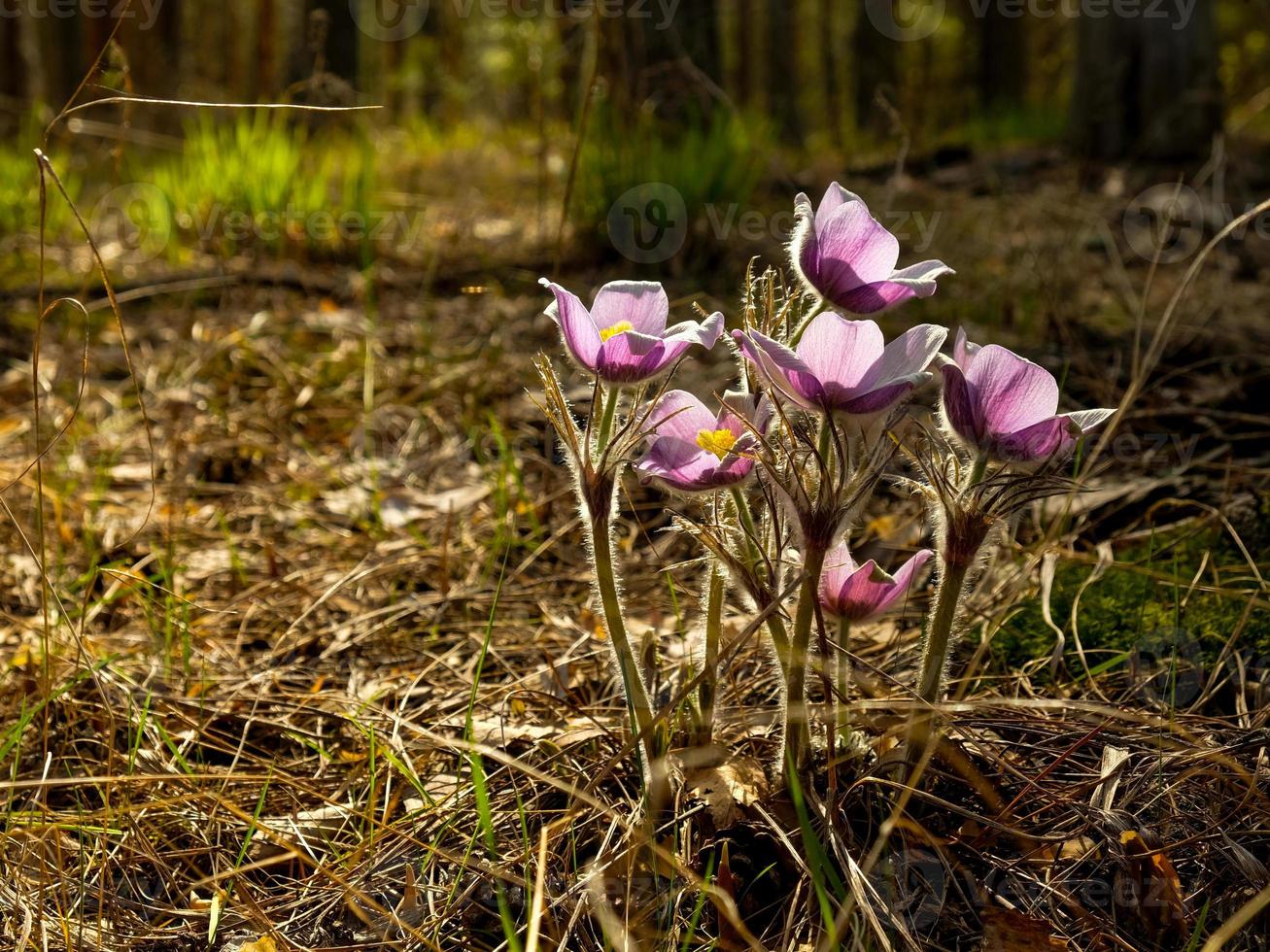 el primero flores, campanillas de invierno, en el bosque en un primavera día foto