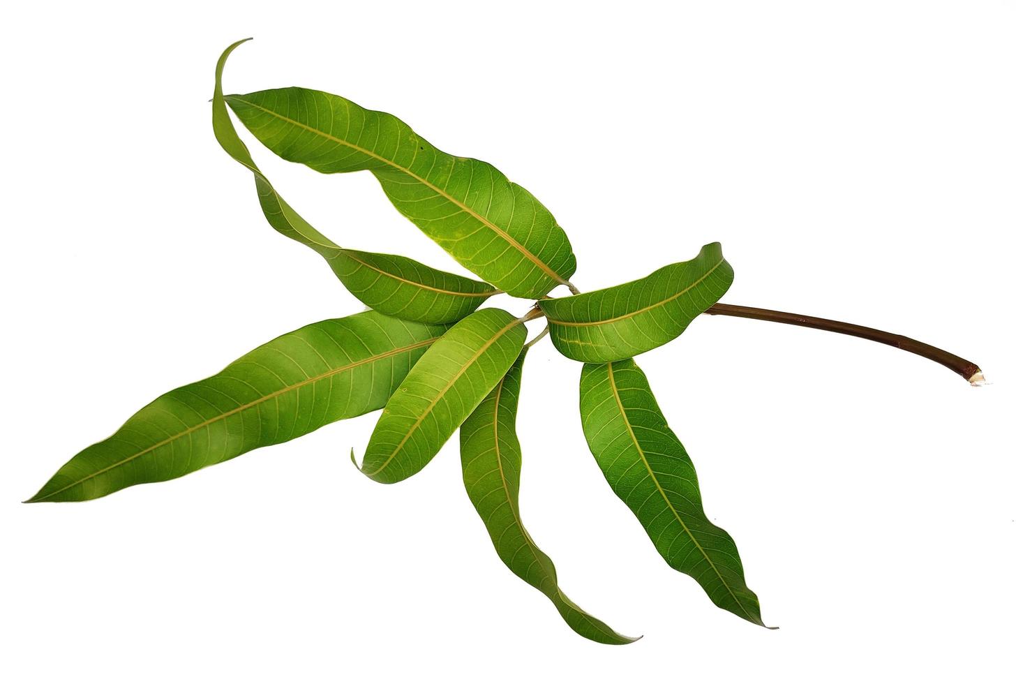 Mango leaves on white background photo