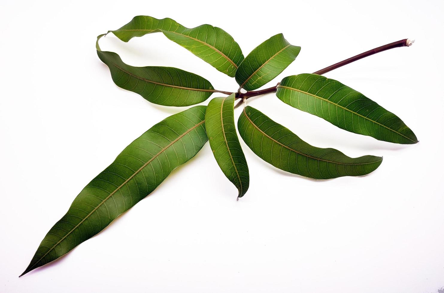 Mango leaves on white background photo