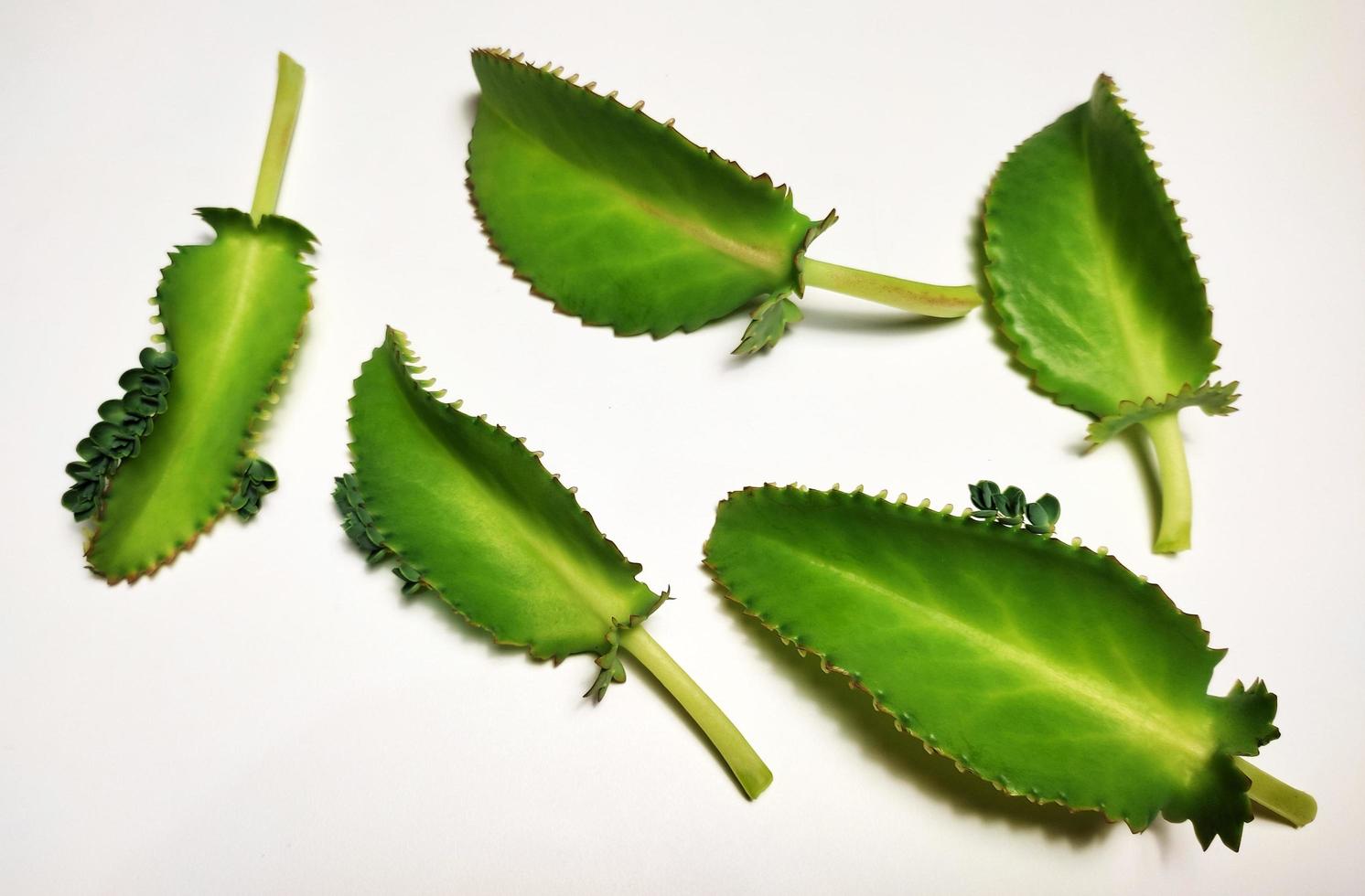 bryophyllum pinnatum kalanchoe pinnata hojas aislado en blanco antecedentes foto