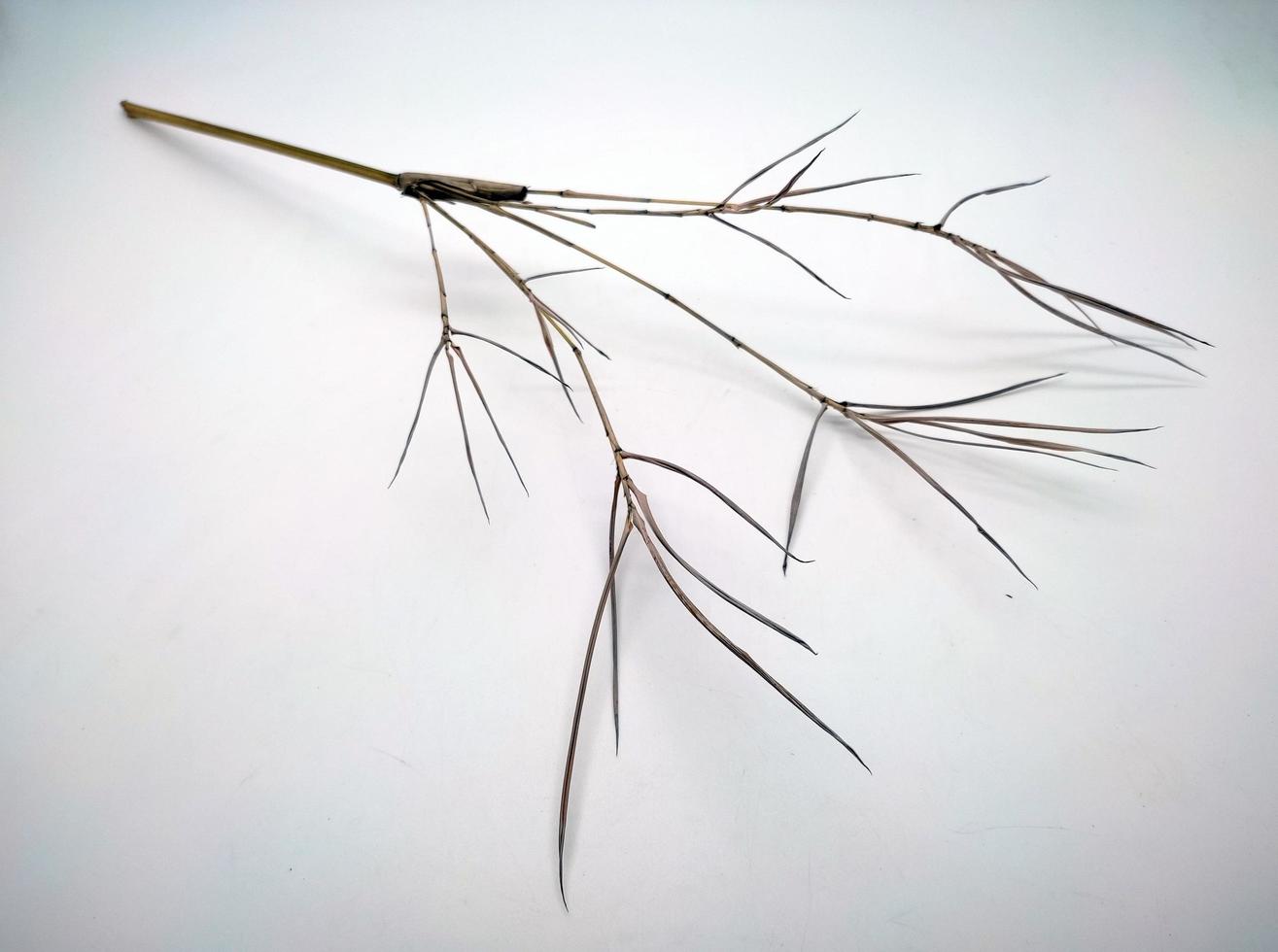 dry bamboo shoots isolated in white background photo