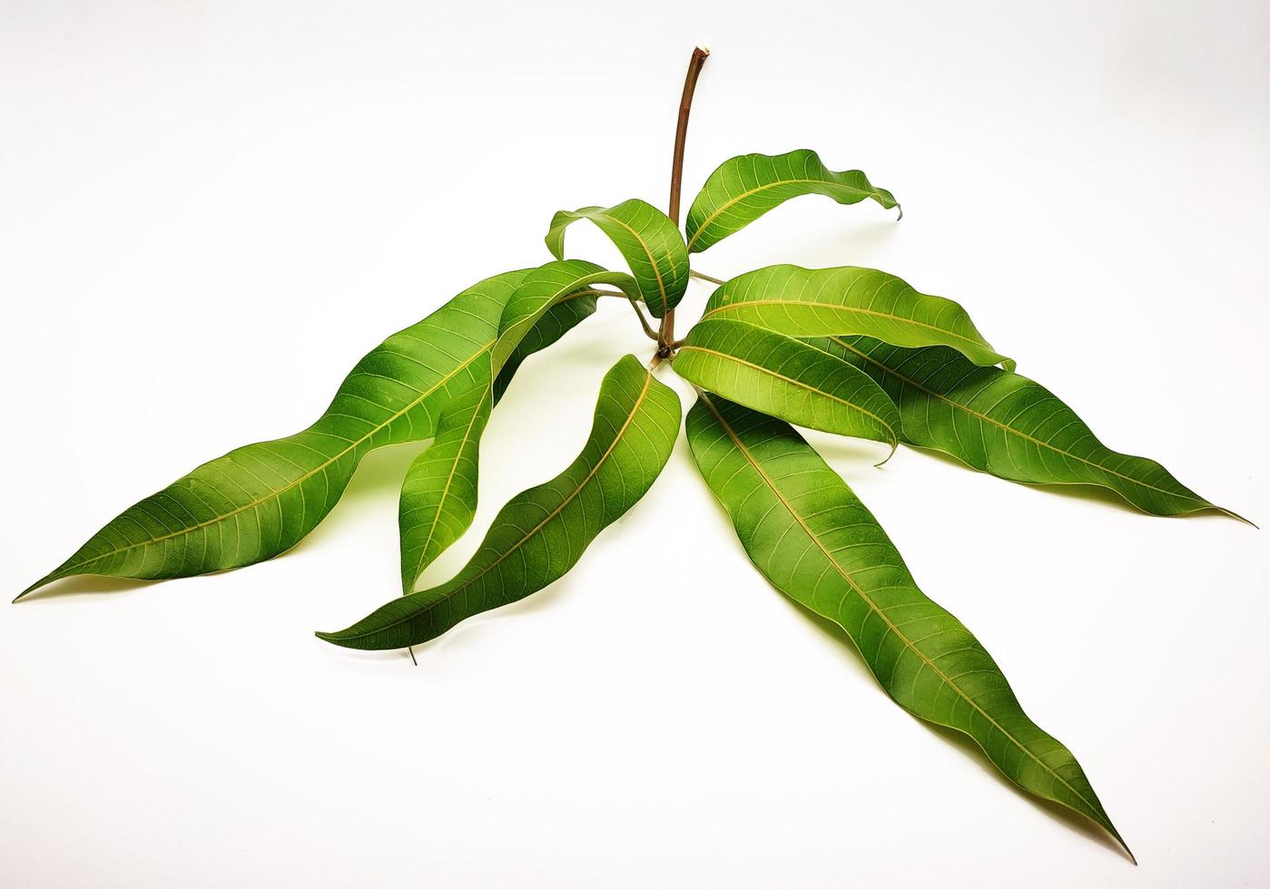 Mango leaves on white background 21601493 Stock Photo at Vecteezy