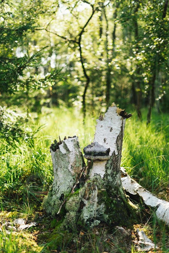 Tree trunk with mushroom on it in a sunny forrest photo