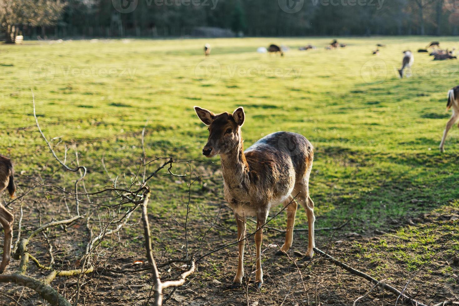 Female Persian fallow deer, Dama mesopotamica photo