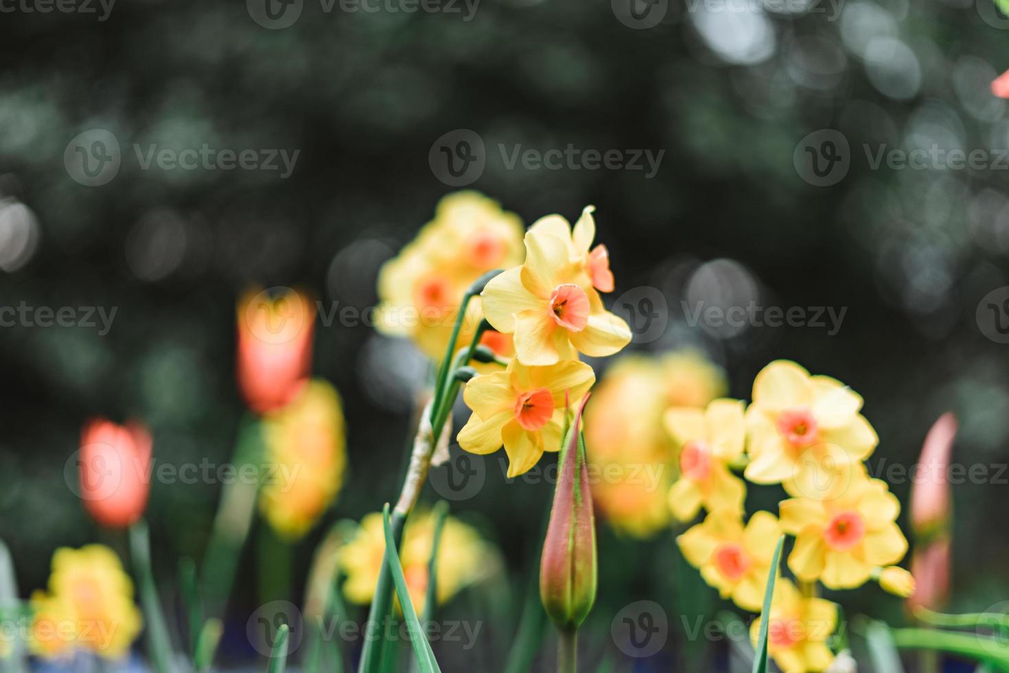 Blooming Narcissus with raindrops on it in spring with snow on the ground photo