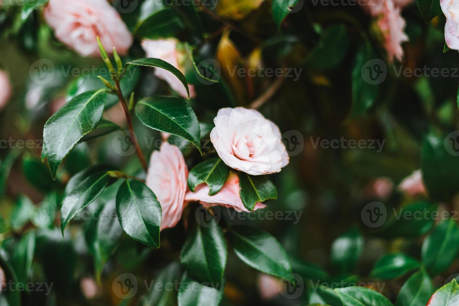 Pink Camellia japonica, known as common camellia, or Japanese camellia photo