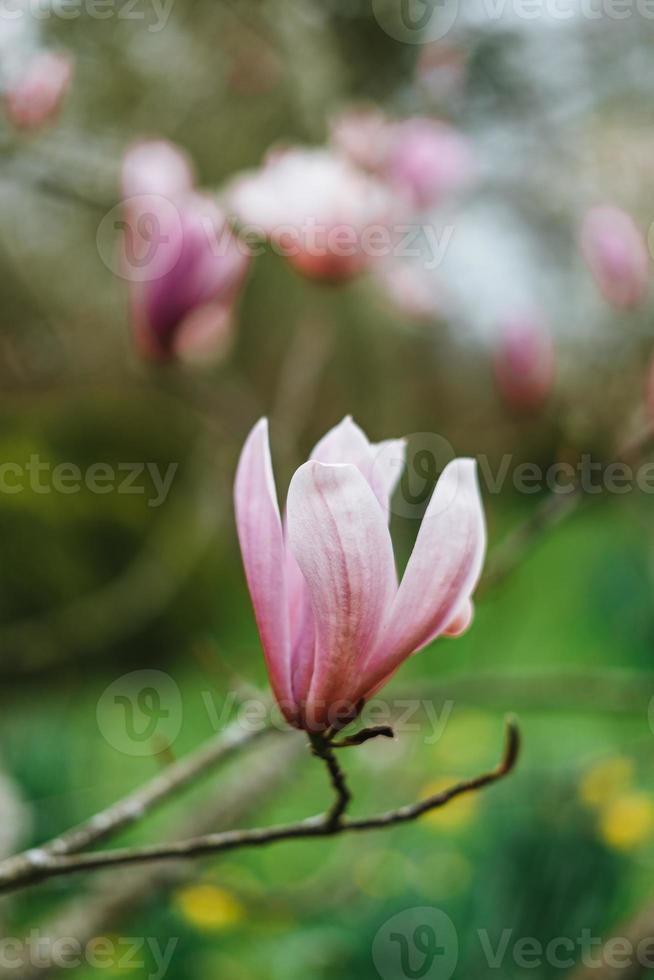 Beautiful magnolia flowers in Germany photo