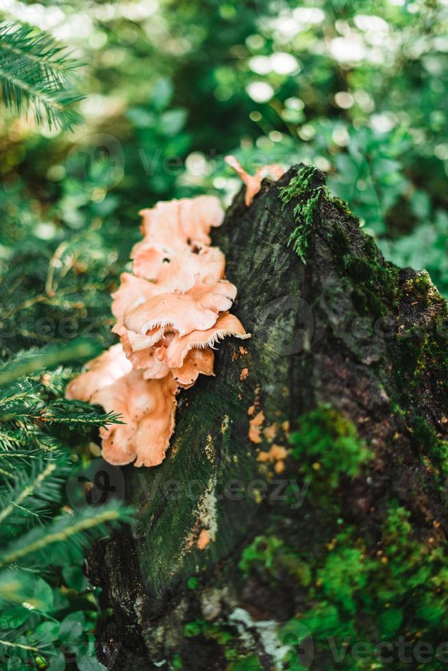 Tree trunk with mushroom on it in a sunny forrest photo