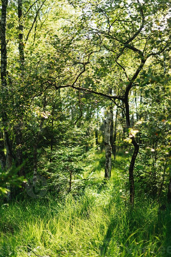 Beautiful and refreshing forrest on a sunny spring day in Germany photo