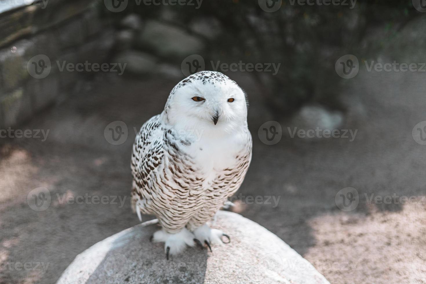 Close-up of a magnificent snowy owl photo