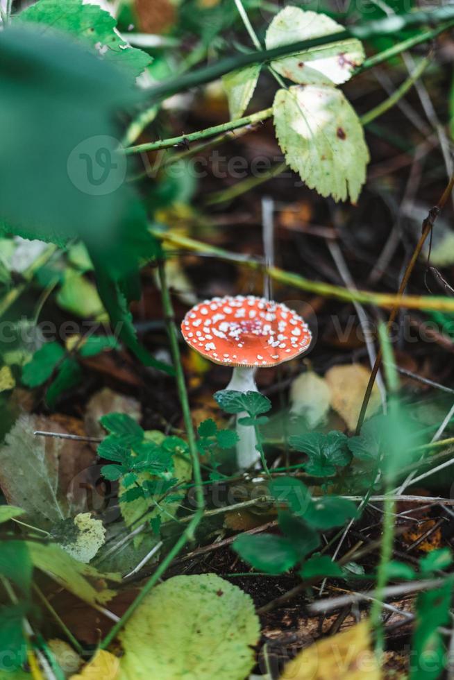 Toadstool in a forrest with leaves photo