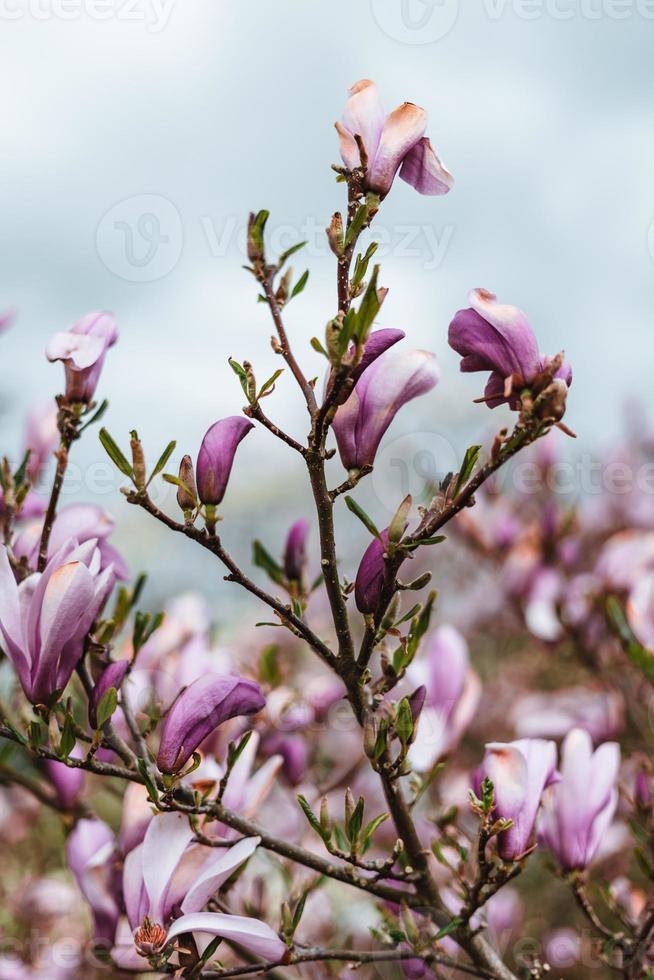 Beautiful magnolia flowers in Germany photo