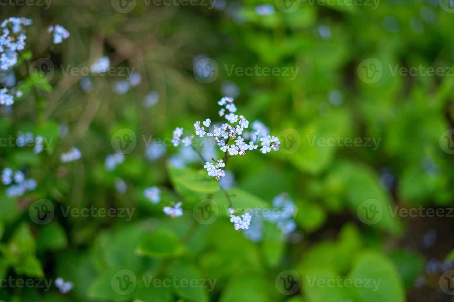 Myosotis scorpioides, the true forget-me-not or water forget-me-not photo