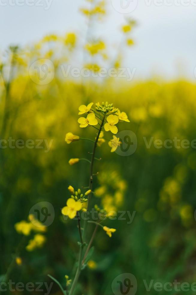 Rapeseed field in Germany with flowers photo