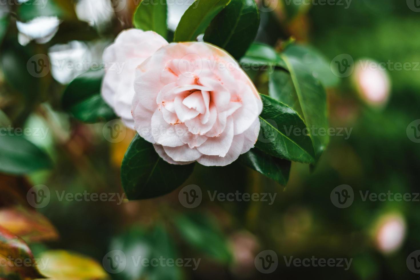 rosado camelia rosal japonés, conocido como común camelia, o japonés camelia foto