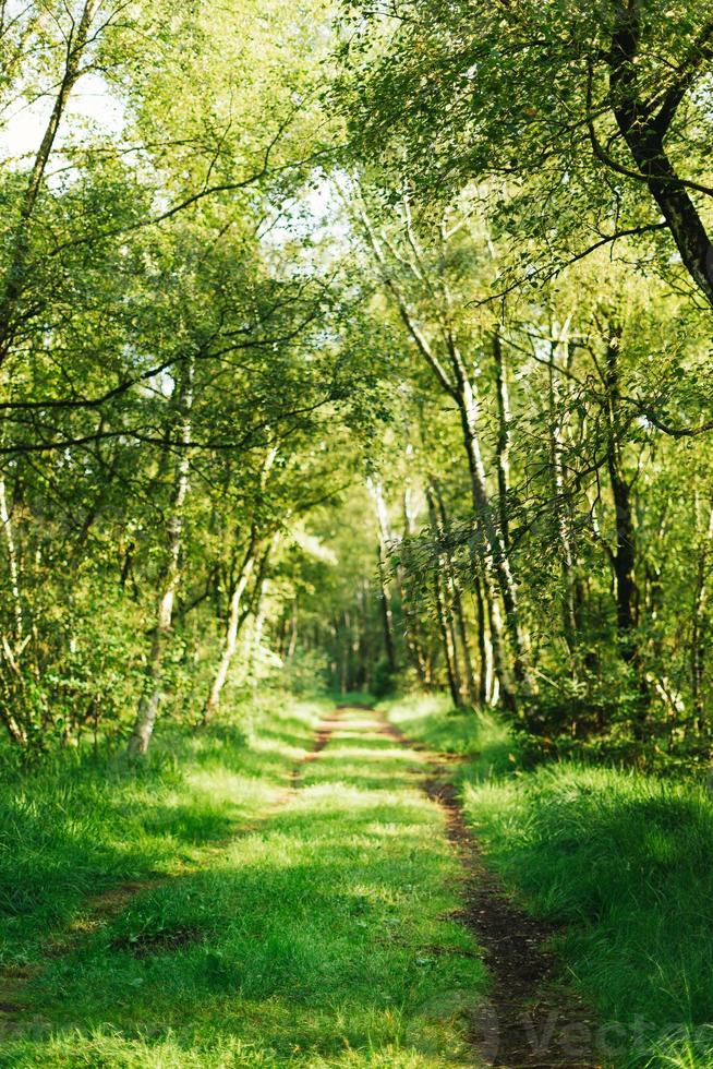 Beautiful and refreshing forrest on a sunny spring day in Germany photo